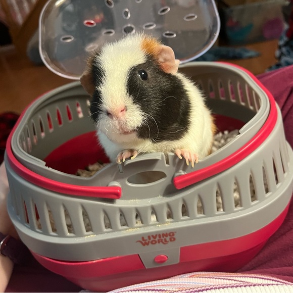 Meet your Posher, Emily - Picture 2 of 4